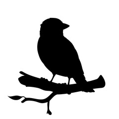 Realistic sparrow sitting on a branch. Monochrome vector illustration of black silhouette of little bird sparrow isolated on white background. Stencil. Element for your design, print, decoration.