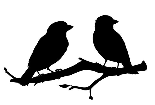 Realistic sparrows sitting on a branch. Monochrome vector illustration of black silhouettes of little birds sparrows isolated on white background. Stencil. Element for your design, print, decoration.