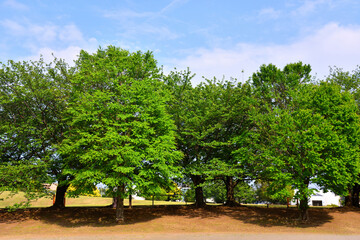 寒川中央公園の並木