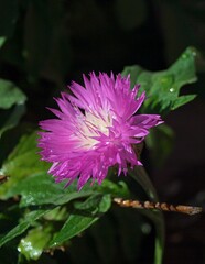 pink and white flower