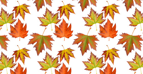 Autumn leaf different colors