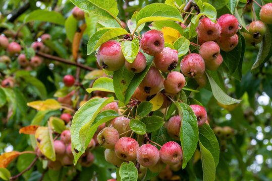 Close up of red crab apples, Malus 'Evereste', amongst green leaves, wet with rain on tree branch. Fruits and green leaves blurred in the background.