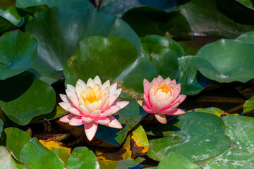 Nymphaea alba flower, commonly called water lily or water lily 