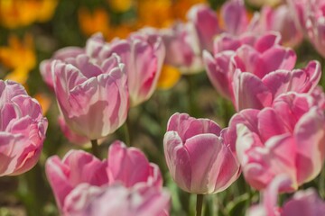 Obraz premium tulips garden