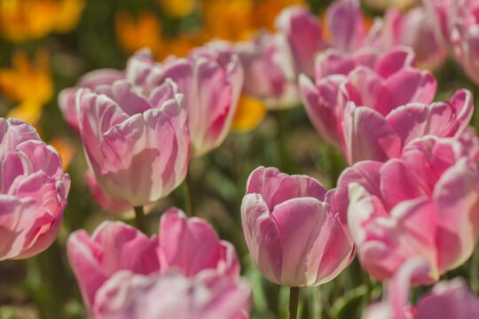 tulips garden © BillionPhotos.com