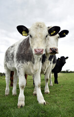 A cow calf stands beside its mother in a pasture/grazing field at a farm in Buckinghamshire UK.