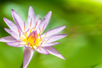 Beautiful pink water lilies, pink water lilies with leaves blurred background