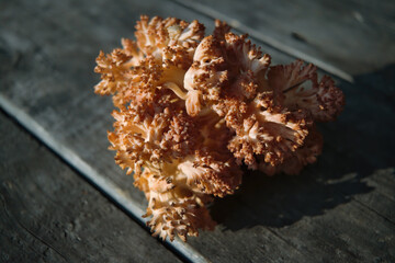 Edible mushroom Ramaria flava on the background of an old wooden table close-up.