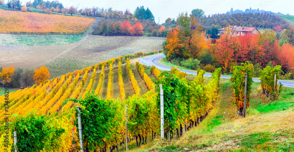 Wall mural beauty in nature - autumn countryside with rows of colorful vineyards in piedmont, famous wine regio