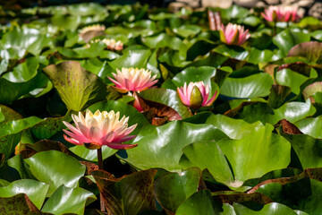  Nymphaea alba flower, commonly called water lily or water lily 