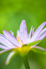 Fototapeta premium Beautiful pink water lilies, pink water lilies with leaves blurred background