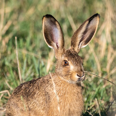 Hase