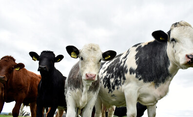 Group of young cow calves of mixed breeds with female adult cow with cattle tags in pasture grazing field UK.