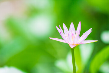 Fototapeta premium Beautiful pink water lilies, pink water lilies with leaves blurred background