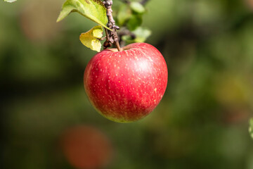 Organic apple on the branch.  Bio healthy apple food in the summer. Red apple with leaves in the...