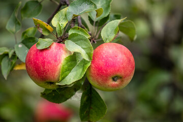 Organic apples on the branch.  Bio healthy apples food in the summer. Red apples with leaves in the garden.