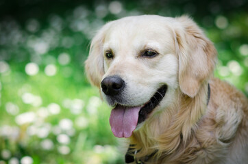 golden retriever portrait