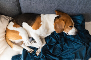 Beagle dog tired sleeps on a couch in sun rays.