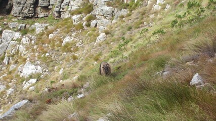 Mountain Goat seen on Table Mountain, Cape Town