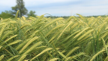 Barley in the spring