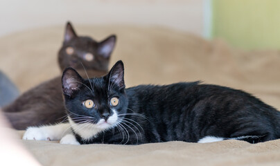 Obraz premium Cute british shorthair kitten Selective soft focus