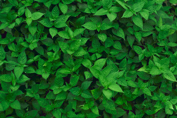 Fototapeta na wymiar green leaf pattern for wallpaper or background magazine