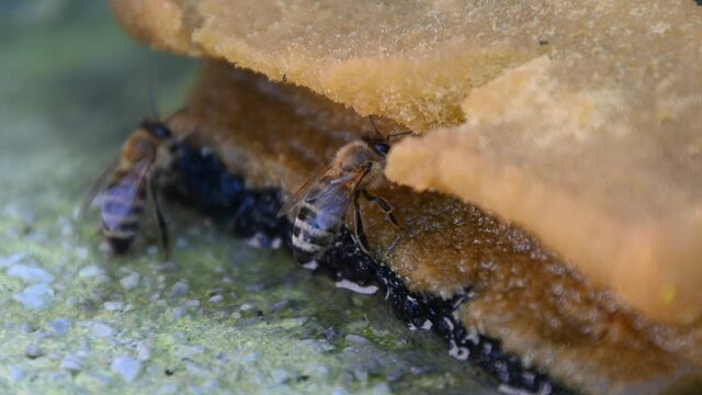 Apis mellifera carnica or Carniolan honey bee drinking water from wet sponge. Drought in summer season. Helping bees survive. Extreme close up, macro view, static shot