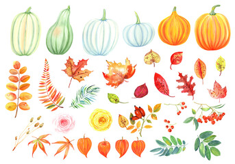 Autumn orange pumpkins and flowers, roses. Clipart on white background .
 Stock illustration. Hand painted in watercolor.