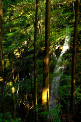 朝日に照らされた渓谷の滝