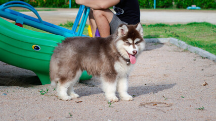 Cute siberian husky puppy in the playground. dog jumps on the playground..