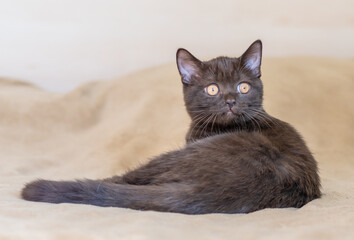 Cute british shorthair kitten  Selective soft focus