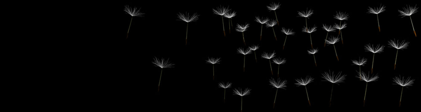Panoramic view of dandelion seeds on a black background 3D render