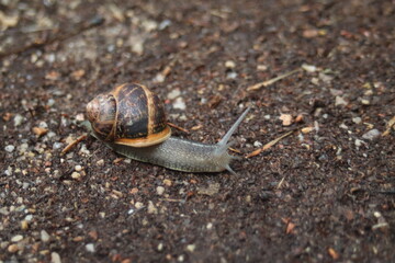 Snail walking on a dirt road during a rainy day