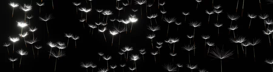 Fotobehang Panoramic view of dandelion seeds on a black background 3D render © Maciej