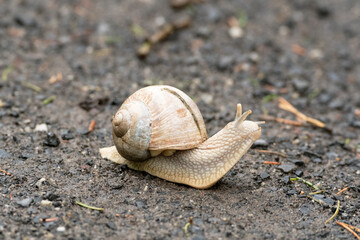 Weinbergschnecke
