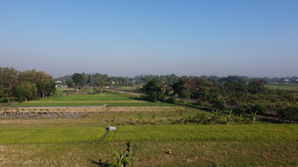 Fototapeta na wymiar aerial view of harvested rice fields