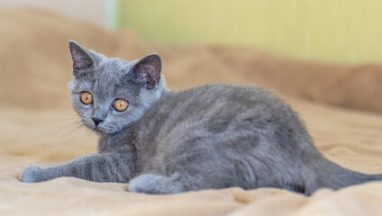 Obraz premium Cute british shorthair kitten Selective soft focus