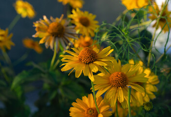 Golden yellow chamomile petals or doronikum with selective focus.