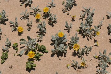 Strandgänseblümchen, Arctotheca populifolia, aus Südafrika. Diese Blütenpflanze aus der Asternfamilie ist eine Pionierart an Stränden und Dünen. - obrazy, fototapety, plakaty