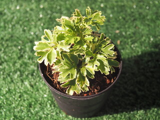 plant in mini pot color green 
