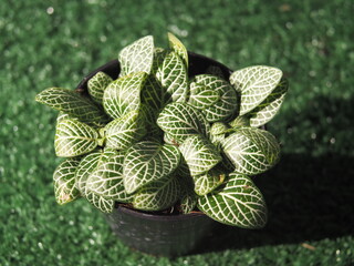 plant in mini pot color green 