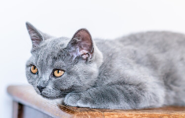 Cute british shorthair kitten  Selective soft focus