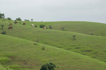 LANDSCAPE GREEN HILL SLOPE WITH CLOUD 