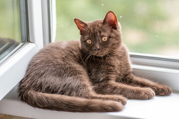 Cute british shorthair kitten  Selective soft focus