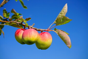 Reife Äpfel an einem Apfelbaum vor blauen Himmel im Spätsommer