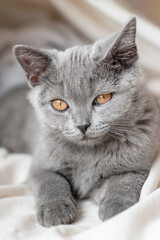 Cute british shorthair kitten  Selective soft focus