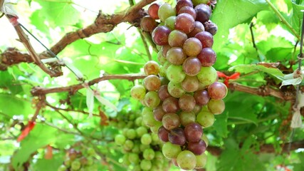 bunch of red grapes