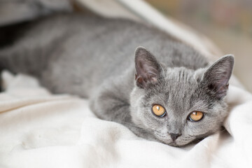 Cute british shorthair kitten  Selective soft focus