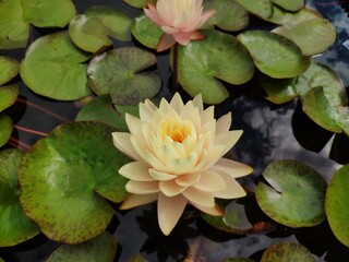 Beautiful waterlily flower, yellow lotus blooming on pond