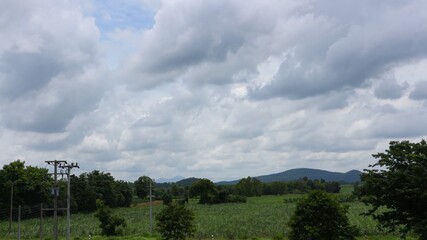 clouds over the forest